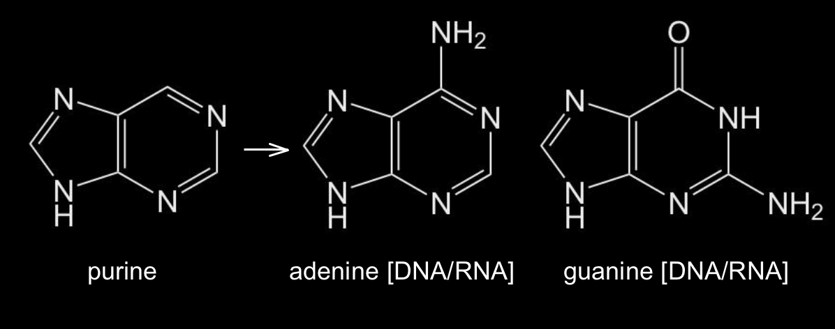 guanine dna